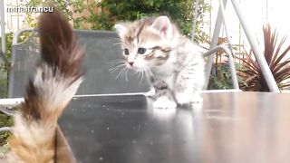 Funny Cats And Kittens Meowing Compilation 2015 |