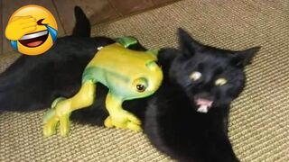Funny Animals Video - Best Cats and Dogs