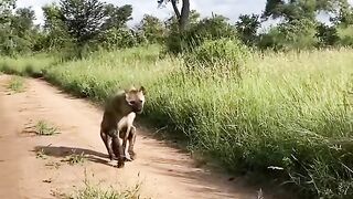 How Hyenas Live After A Lion Attack
