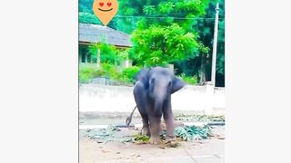 Elephant Dance Tik Tok