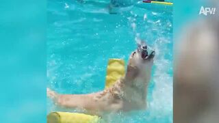 Funniest Dogs of the Week ???? | Funny Animal Videos | AFV 2022