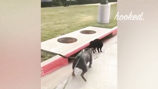 ANIMALS THAT MESSED WITH THE WRONG OPPONENT