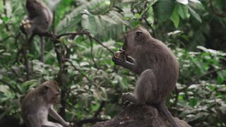moments with monkey