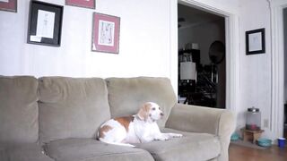 Dog Pranked with Alien_ Funny Dog Maymo