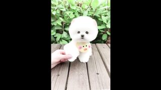 Cute Dogs (Tiktok)