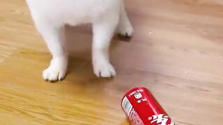 Nico_Mom doesn't have to buy cups!#cute #dog #funny #doglover #funnymoments