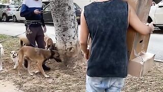 Funny DOGS Falling Boxes! #shorts