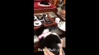 Funny cats