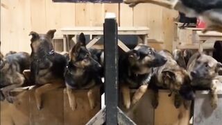 Commando Dogs with Action