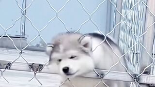 Funny and pretty Dogs