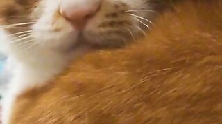 Cats love