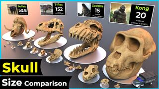 Skull Size Comparison| Biggest Skull