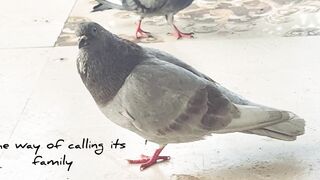 Birds ,the way calling its family .