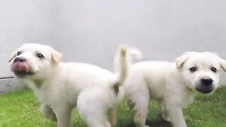 1 Minute Video - Doggie