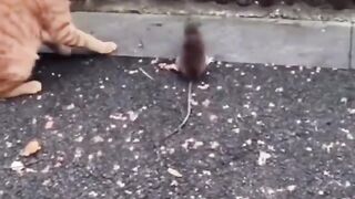 Amazing cats & dogs .. try not to laugh