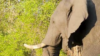 1-minute - Kruger National Park