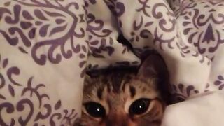 1 Minute Compilation of Cute & Funny Cats!