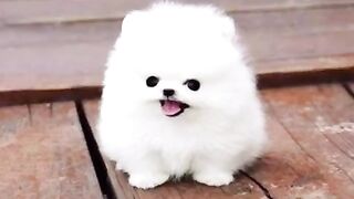 1 minute of cute puppies
