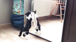 Funny Cat And mirror Video-Funny video-What's App Videos