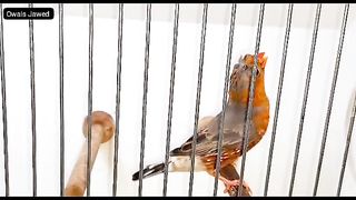 Orange breasted finch