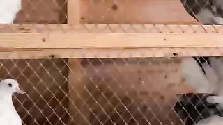 American pigeon