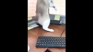 Cute Cat Video 3