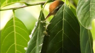 Dunia Burung - Kehebatan Burung Prenjak Dalam Membuat Sarang