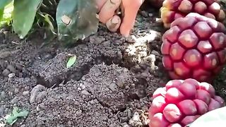 Do you know this fruit?