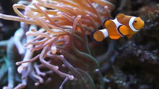 5 de las Asociaciones Animales más Increíbles (Especies Simbióticas) | 5 of the Coolest Animal Partnerships (Symbiotic Species)
