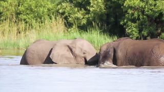 Best animals video | farm animals | giant animals | funny animals