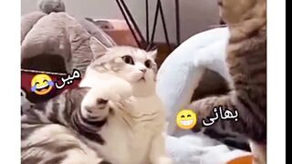 Funny cats|| cat fight||