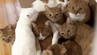 Funny Cats#5