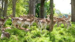 a deer