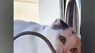 Essayez de ne pas rire de ces vidéos amusantes