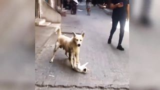 New funny animal videos 2023 ???? funniest cats and dogs videos ????????.TRY NOT TO LAUGH!!