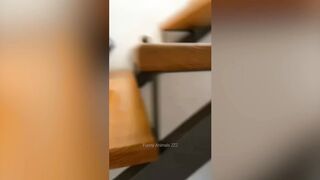 Funny Cats And Dogs Videos ???????? Funniest Animals - Videos of Funny Animals ZZZ 6