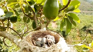 Dunia Burung - Keindahan Burung Srigunting Diatas Pohon Alpukat