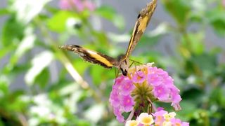 butterfly 4k