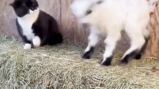playing animal