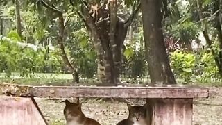 This Cat, Like Korean Drama