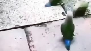 Birds playing basketball