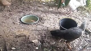Animal lovers 454