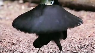 Heran kun prinda