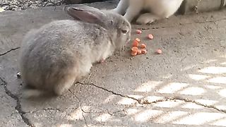Animal lovers 455