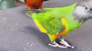 Love birds ki mastiyan