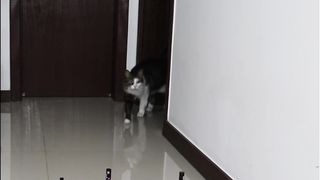 Dog and cat challenge video