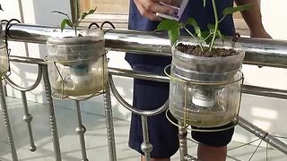 Recycle Plastic Bottles For Gardening To Grow Super Fruits