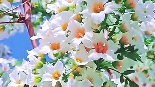 -Ramona-Flower.