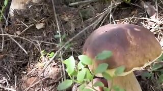 White Mushrooms: Forest Treasures