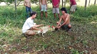 Tes pukulan ayam